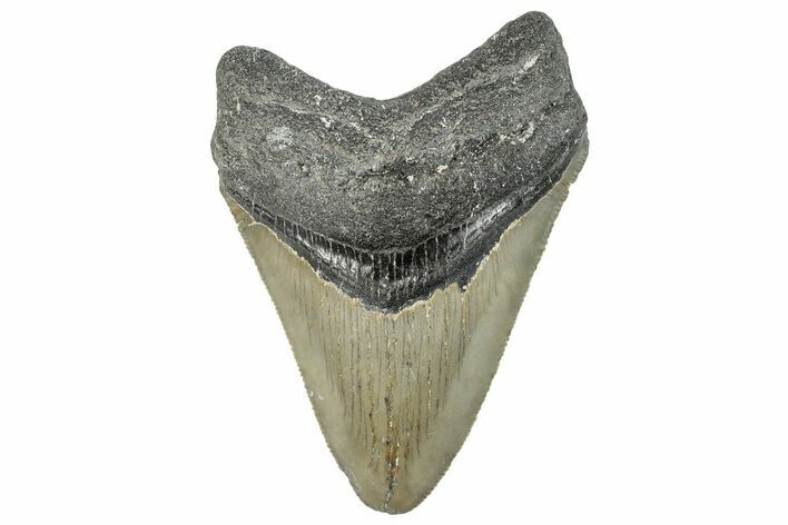 Serrated, Fossil Megalodon Tooth - North Carolina #297274